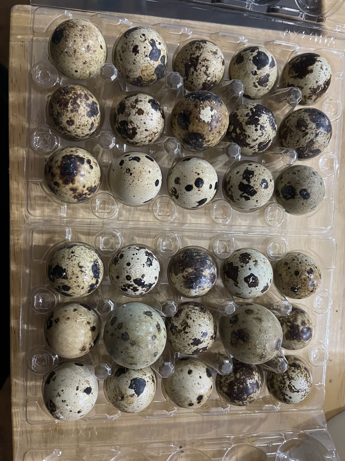 60+ Fertile Large Jumbo Pharaoh (Brown) Coturnix Quail Hatching Eggs