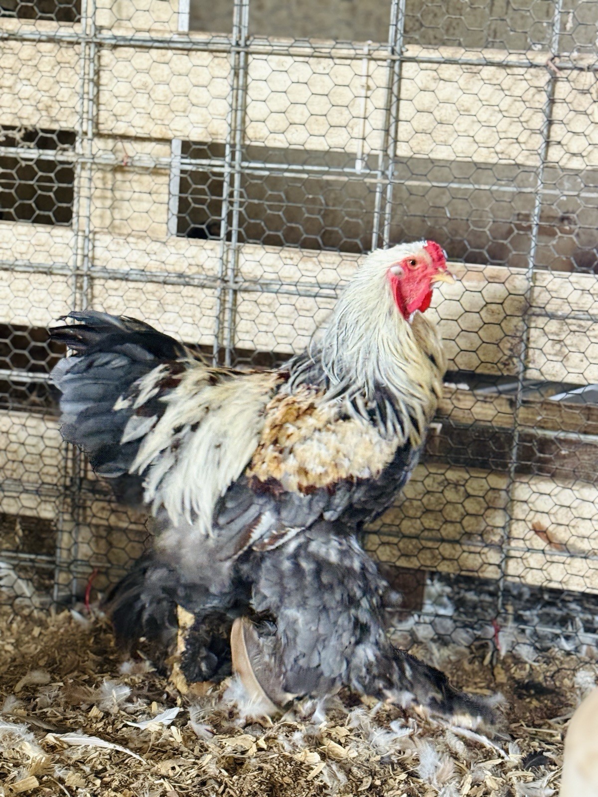 12++ Assorted RARE Color Brahma Hatching Eggs
