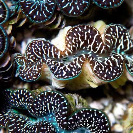 Aquacultured Ultra Black & Color Maxima Clam - 1.5" (Tridacna maxima) - ORA