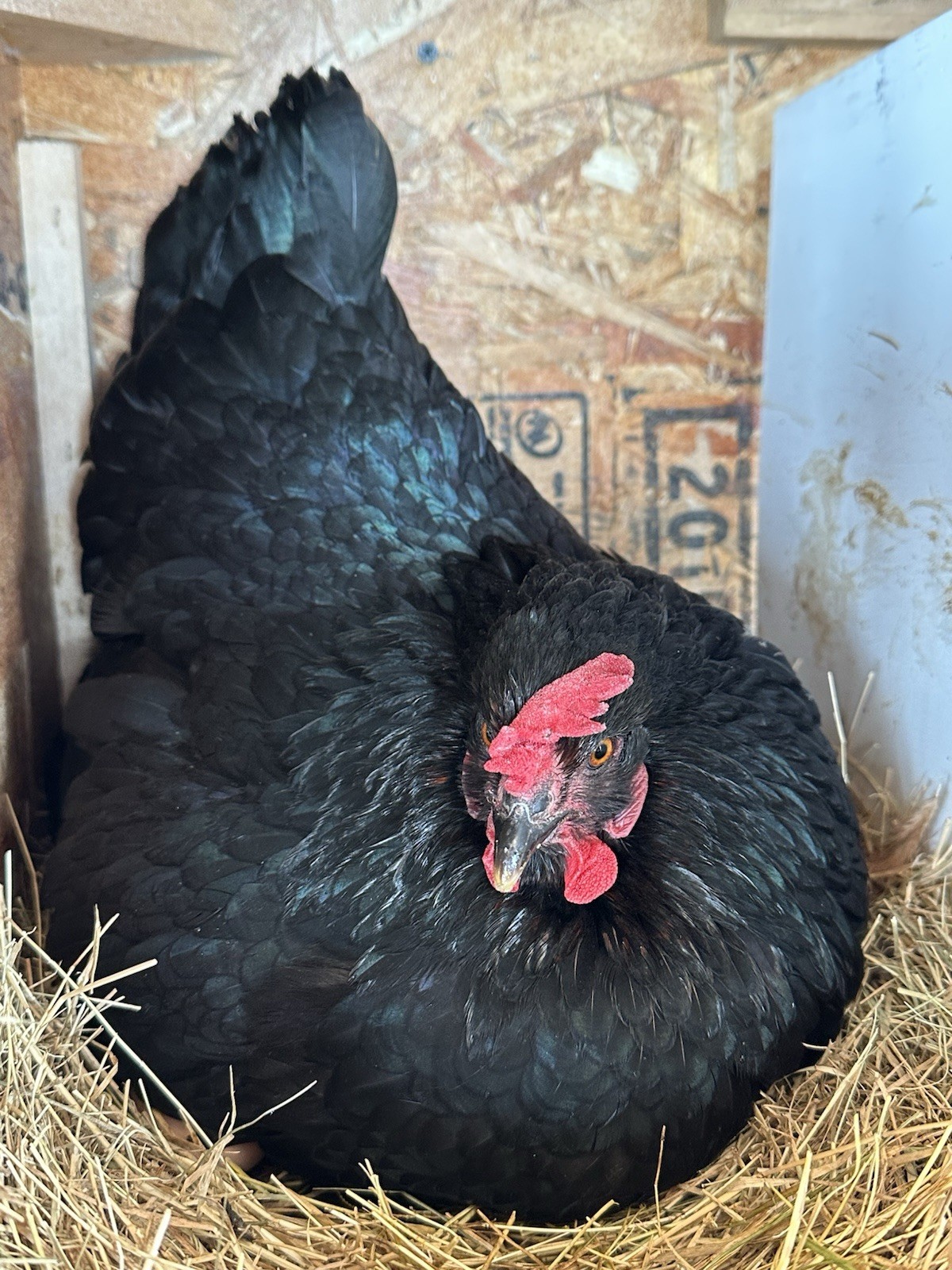 16+ Breeds Chicken Fertile Hatching Eggs, (12) 🐣 fertilized hatching eggs ❤️