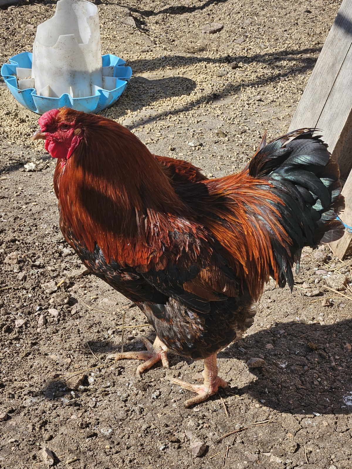 12 + Partridge Chantecler Chicken Hatching Eggs