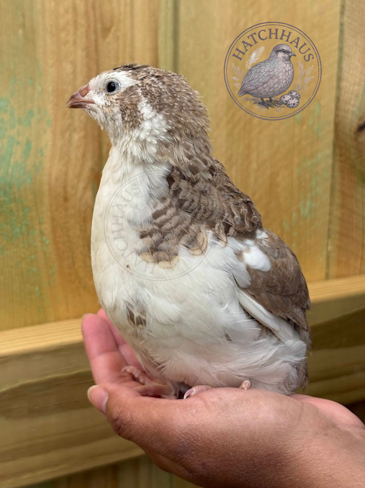 30+ RAINBOW RARE COLORS Coturnix Quail Hatching Eggs FREE SHIPPING