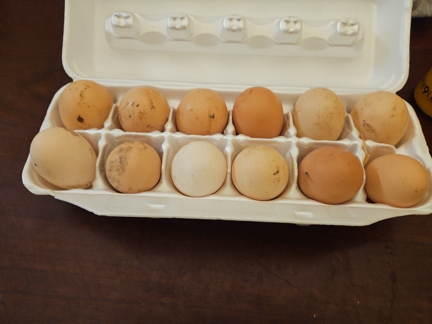 ISA Brown Chicken Hatching Eggs 12 Pack Fresh Eggs