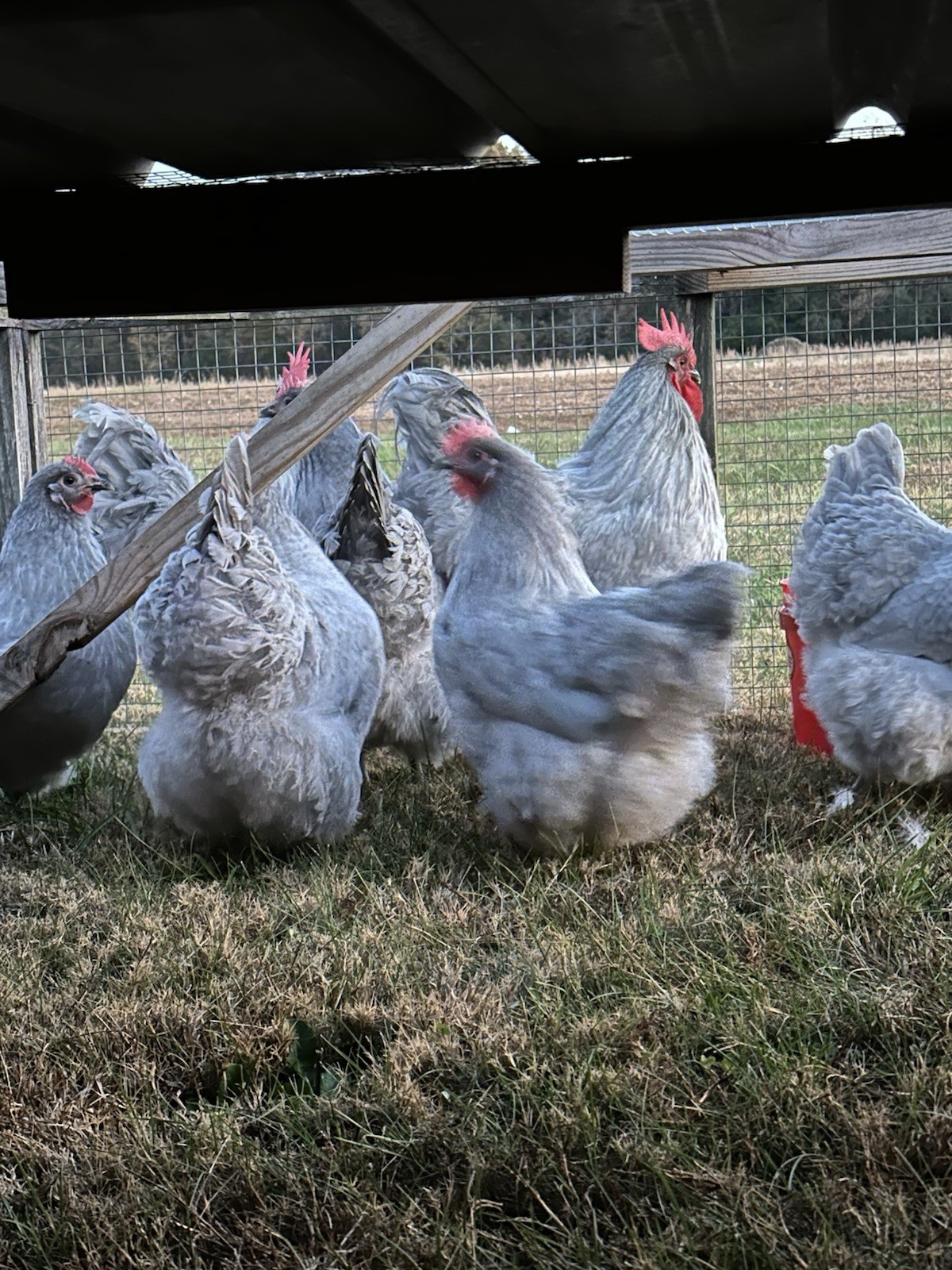 English Lavender Orpington Hatching Eggs 8+
