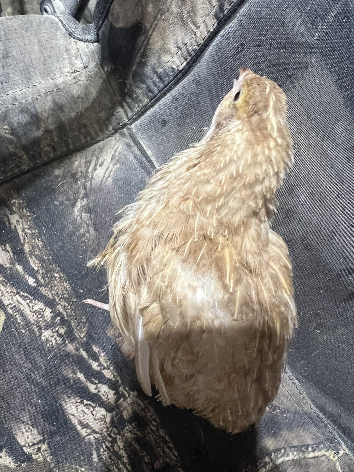 132 Jumbo Quail Hatching Eggs Rare Mix 11 Dozen