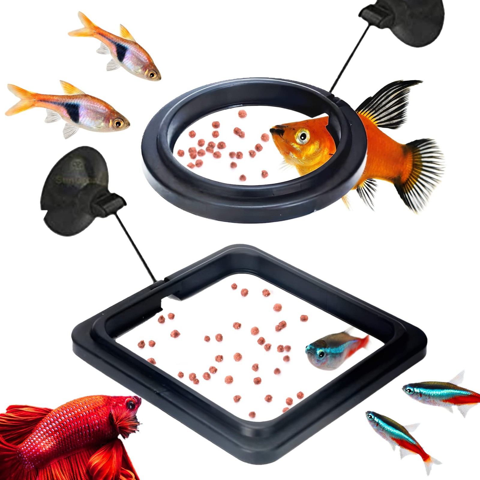 SunGrow 2 Betta Feeding Ring, Prevent Water Turbulence from 2 Pieces, Black