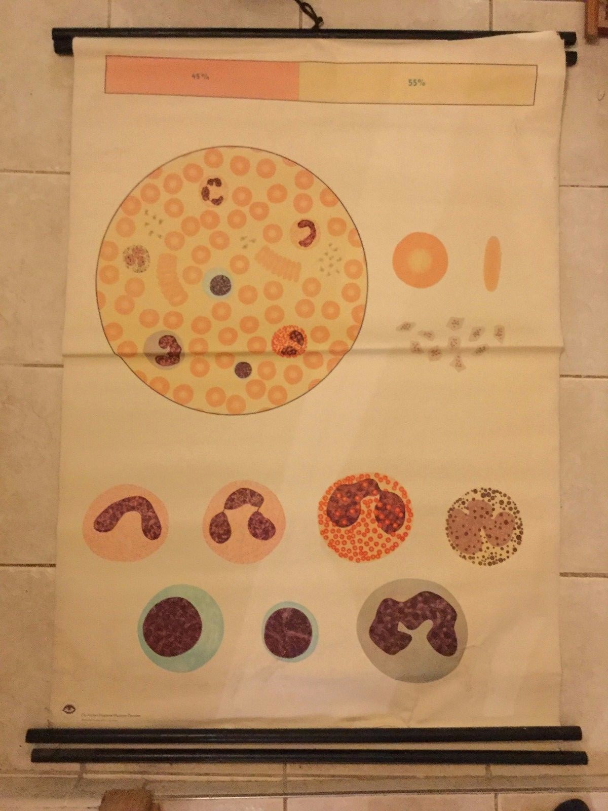 Original vintage medical pull down school chart of blood cell