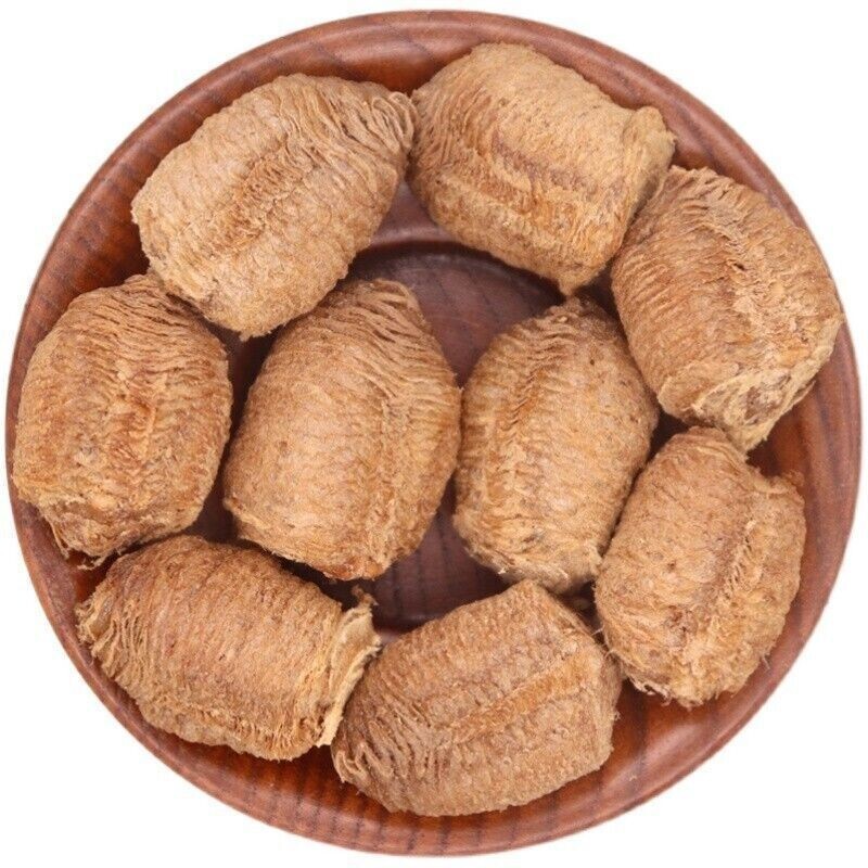 3 - Praying Mantis Egg Cases - Newest Crop