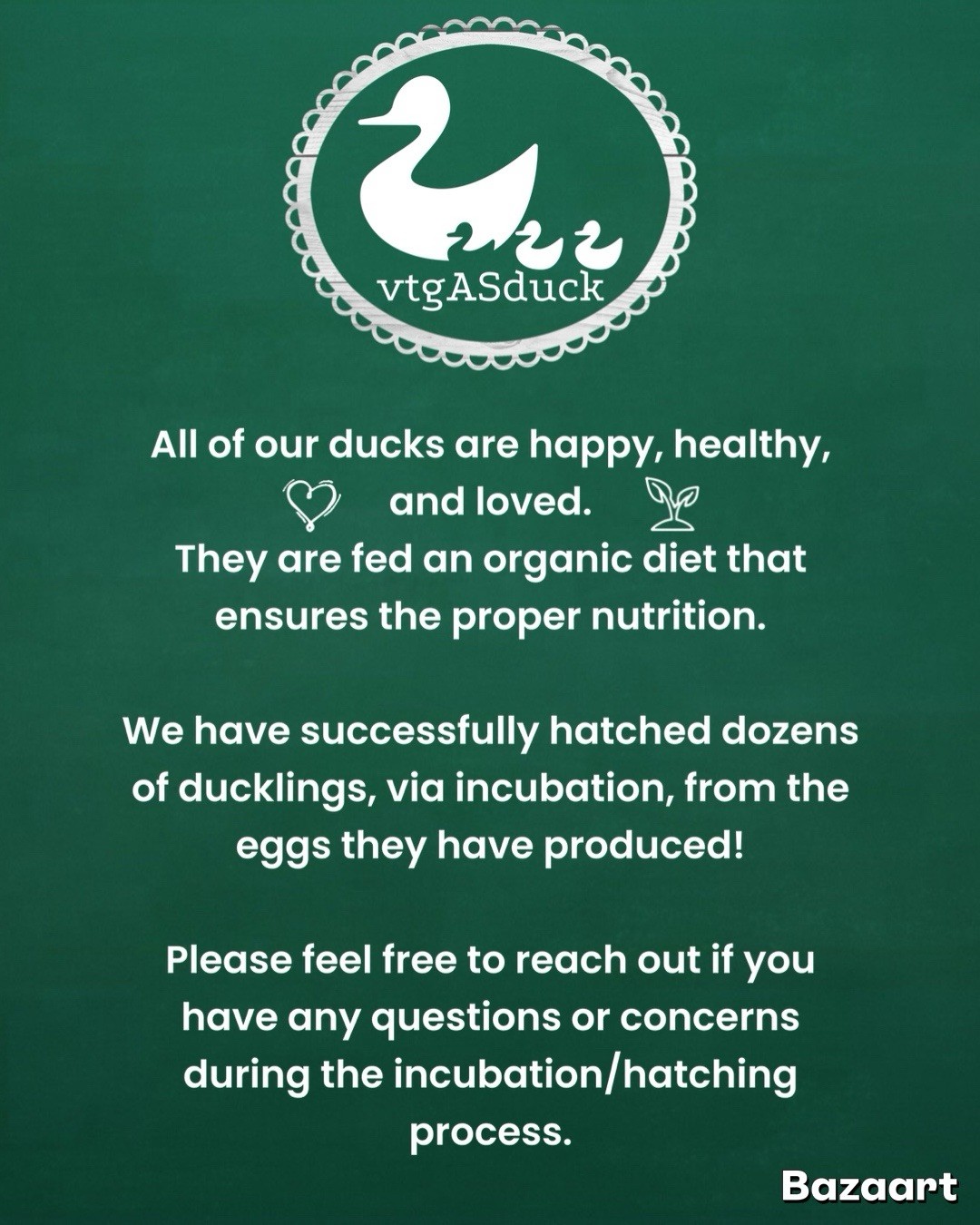 6 DUCK EGGS - WILL SHIP SAME DAY THEY ARE LAID