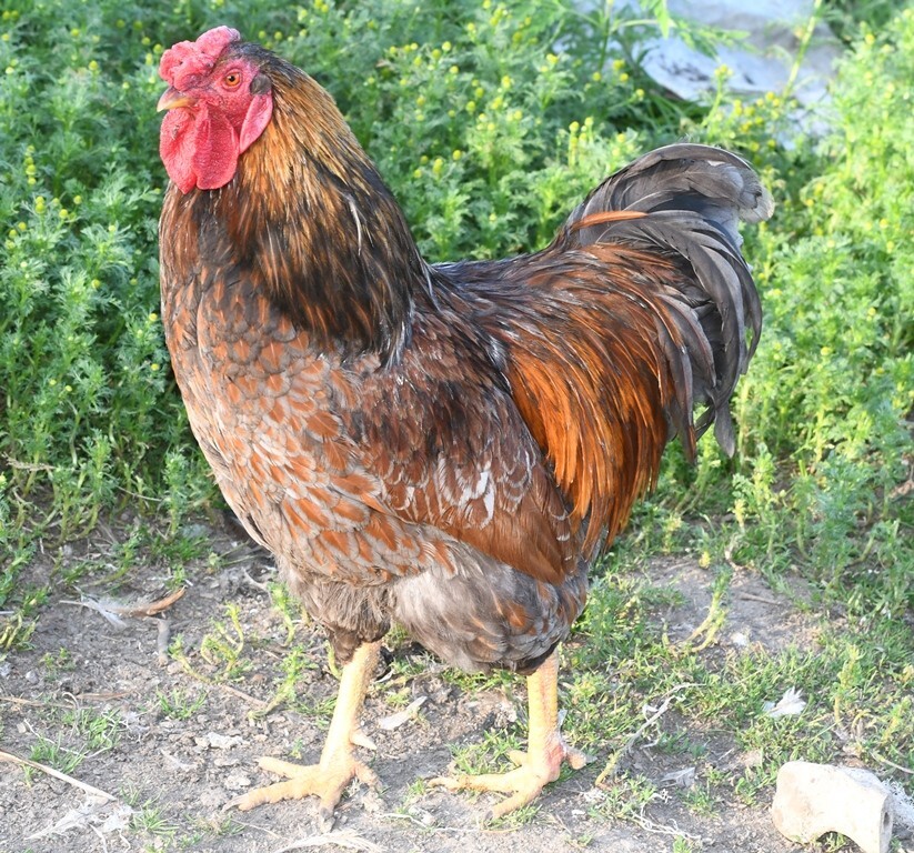 10 Fertile Blue-laced Red Wyandotte eggs
