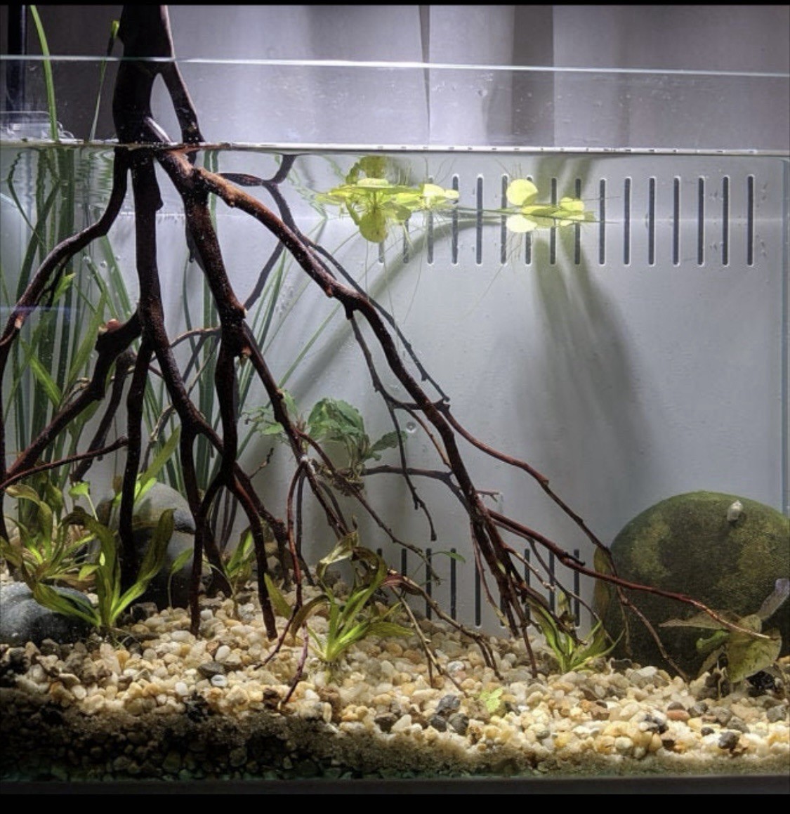 12 inch Tall Manzanita Banyan Tree Root Real Wood Aquarium Decoration Fish Tank