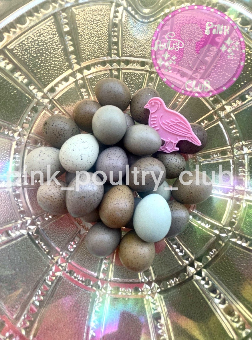 12 Exotic Rare Button Quail Hatching Eggs Colors