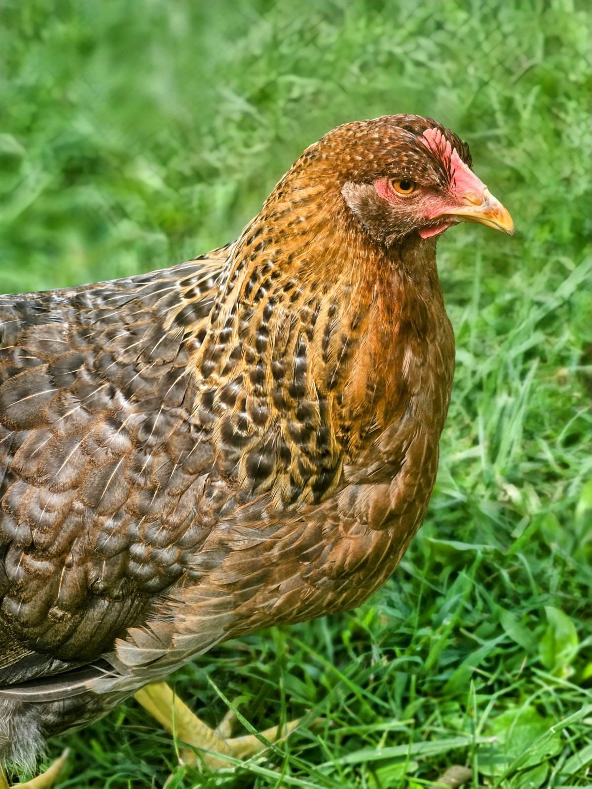 Bielefelder Kennhuhn 6+ Hatching Eggs-sexable at hatch