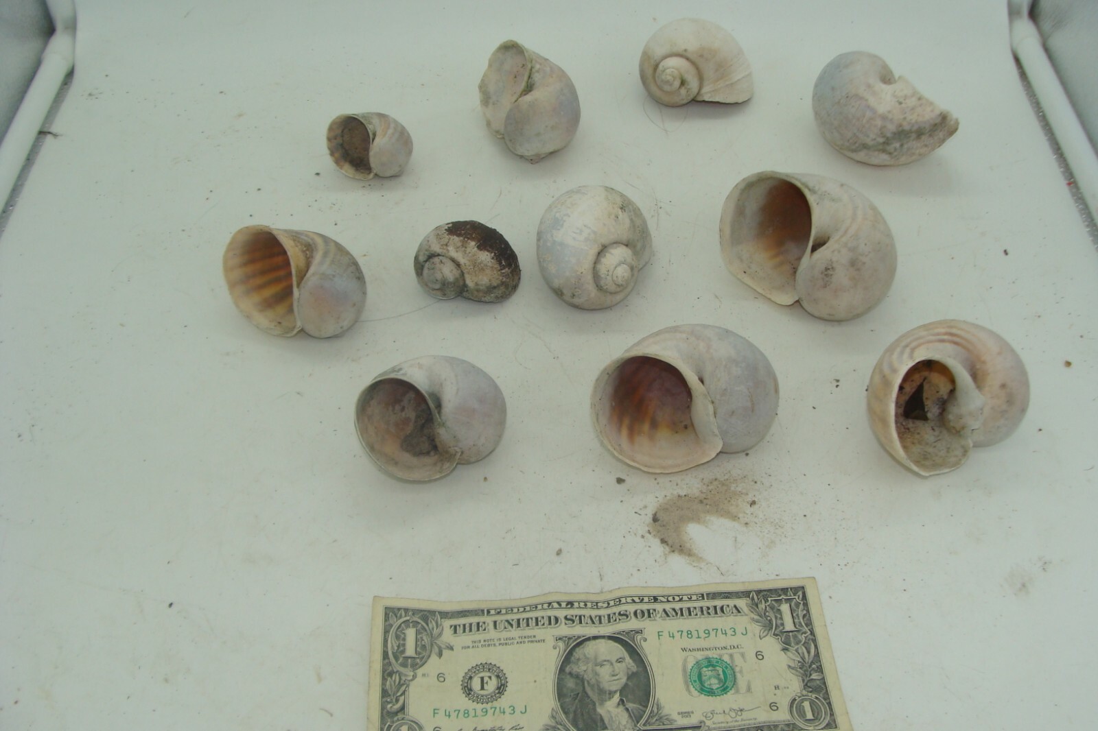 Lot of 10 Hermit Crab Shells For Aquariums (Straight From Ocean)  Not Synthetic