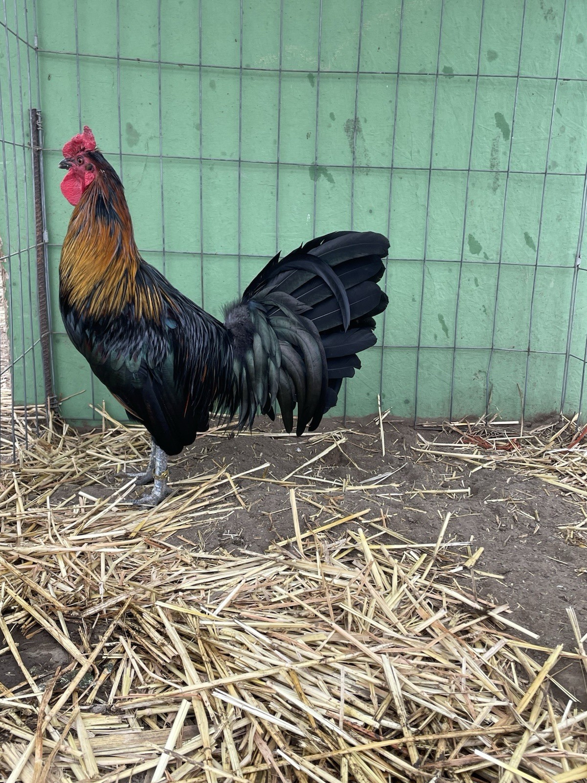 6+ Chicken Hatching Eggs