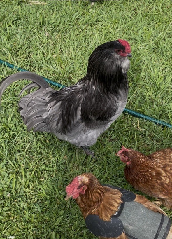6 fertile hatching chicken eggs - Beautiful Barnyard Mix
