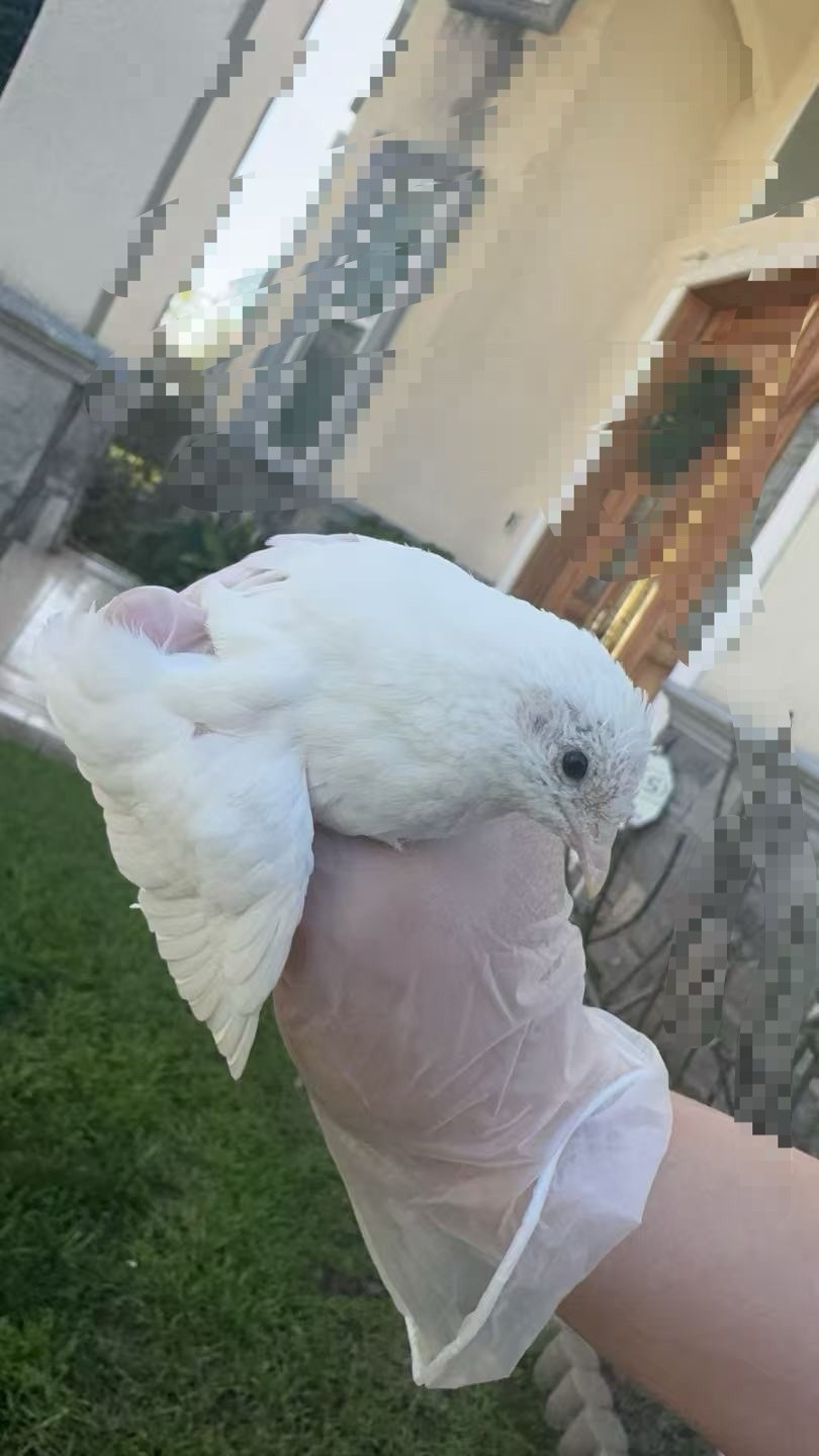 12 Button Quail Hatching Eggs Rare Exotic Colors, Chinese Painted