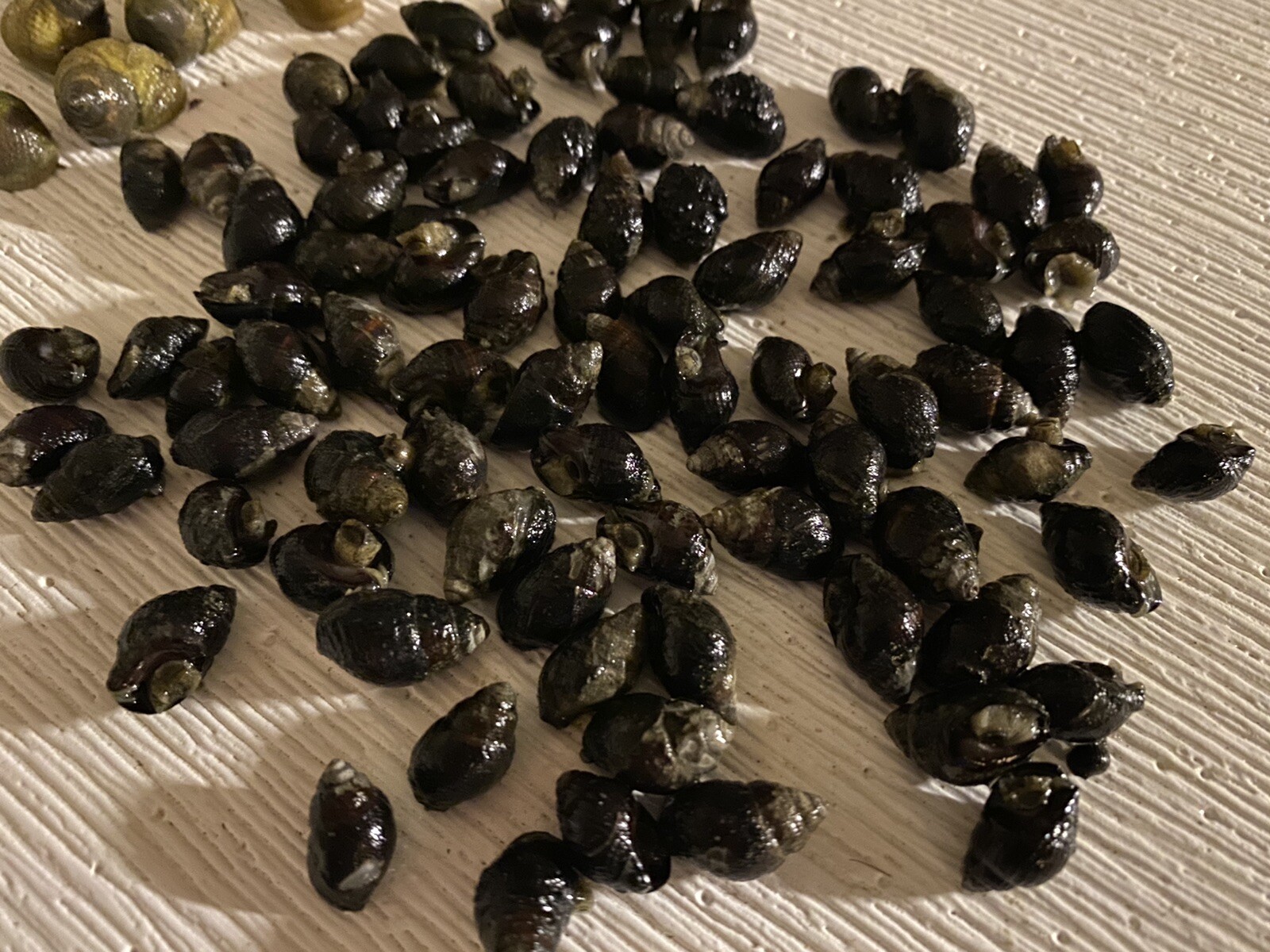 150 Nassarius Saltwater Snails Fish Tank Aquarium Filter Sump Cleaner