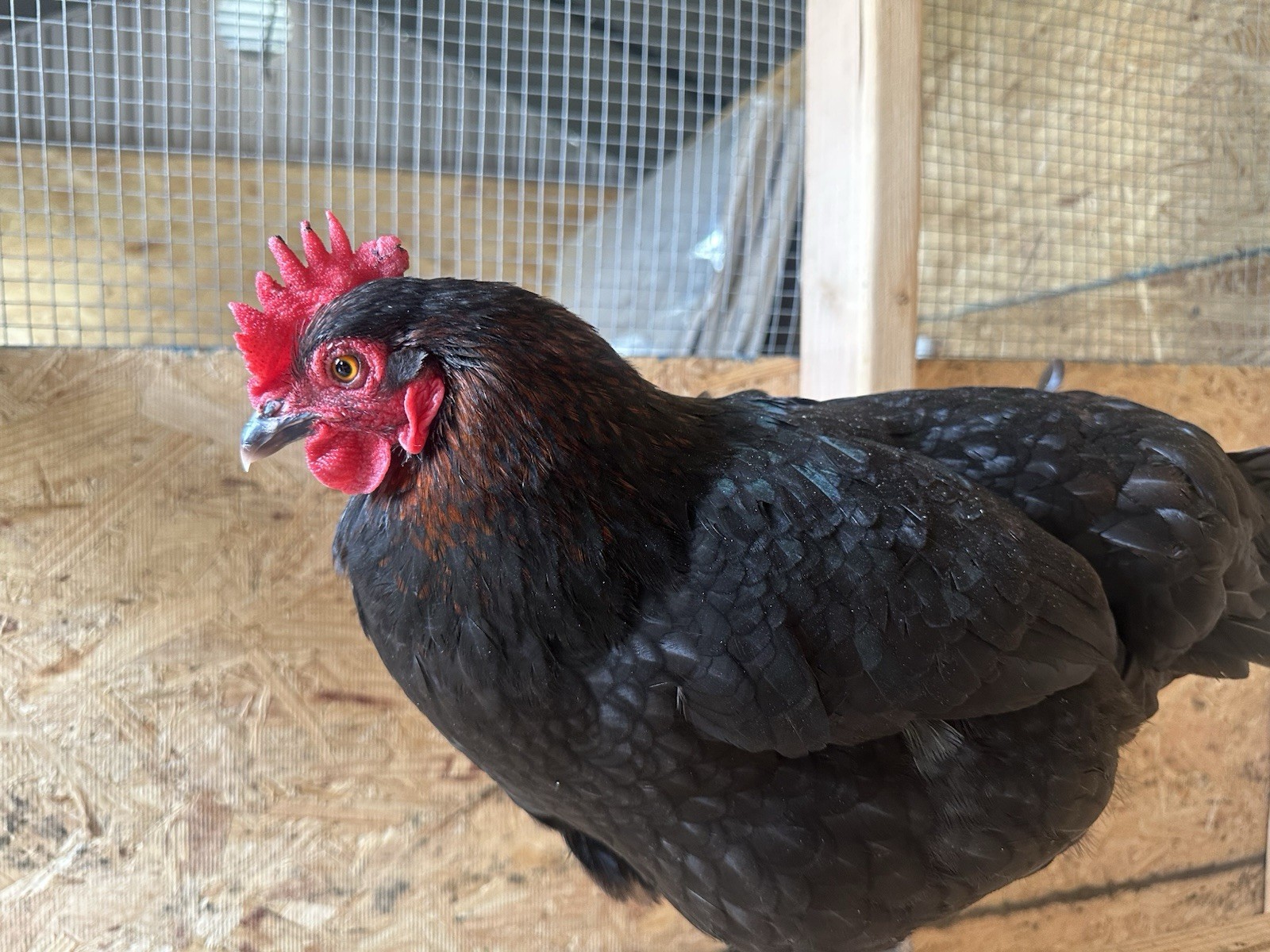 6+ Easter Egger Hatching Eggs Great For Rainbow Baskets!