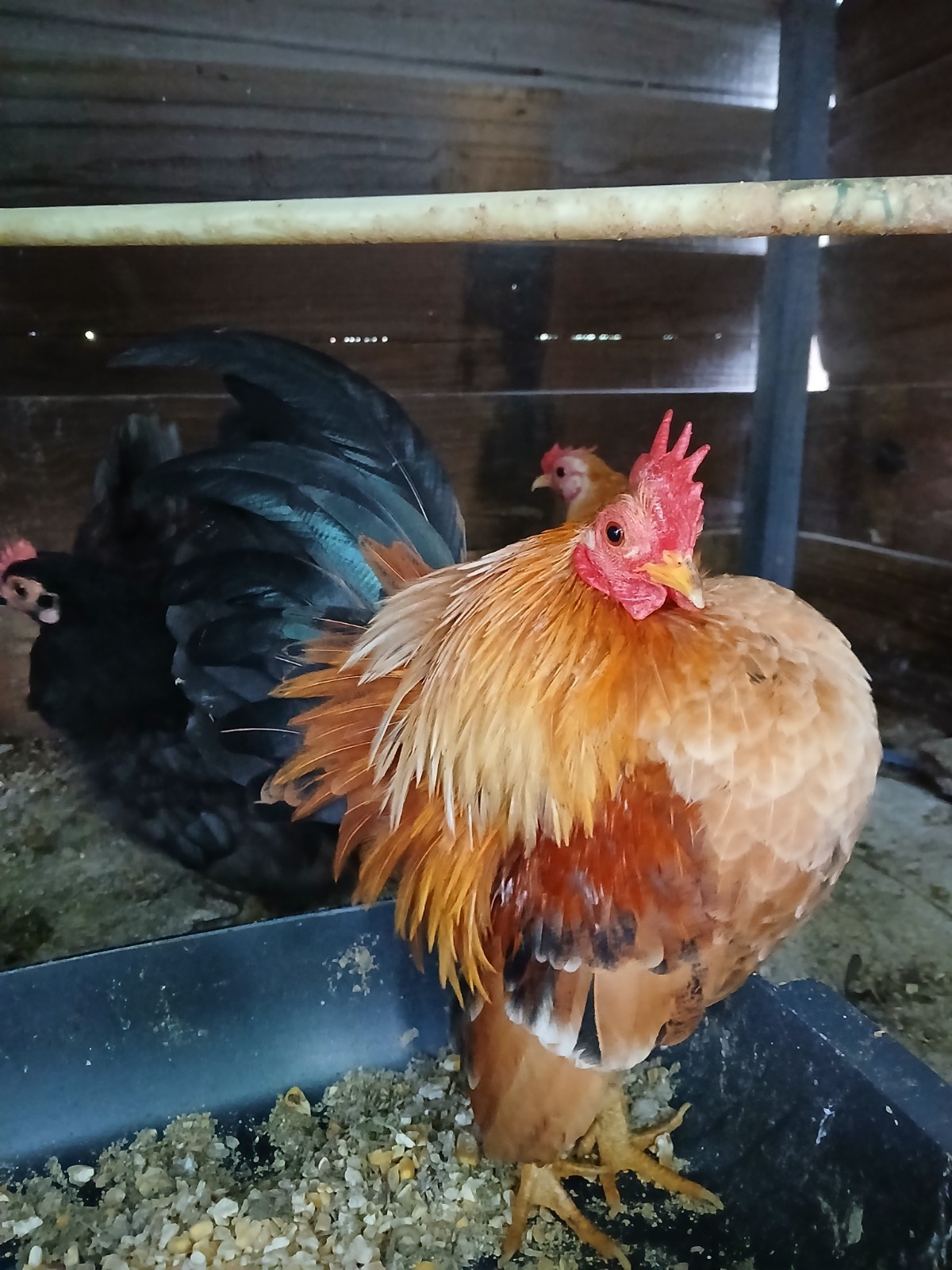 10 Fertile Show Quality Malaysian Serama Chicken Hatching Eggs