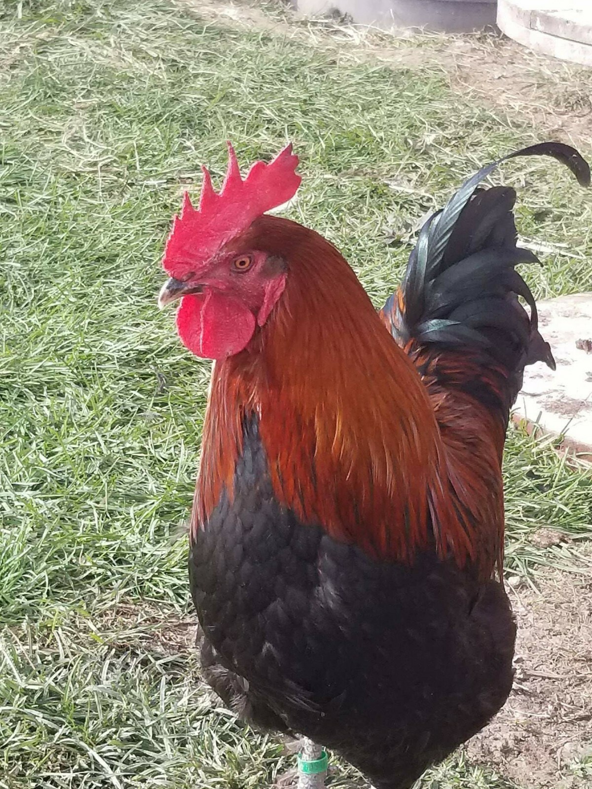 12 Fertile Hatching Eggs - Assorted Barnyard mix. MARANS POSSIBLE *RARE BREEDS*