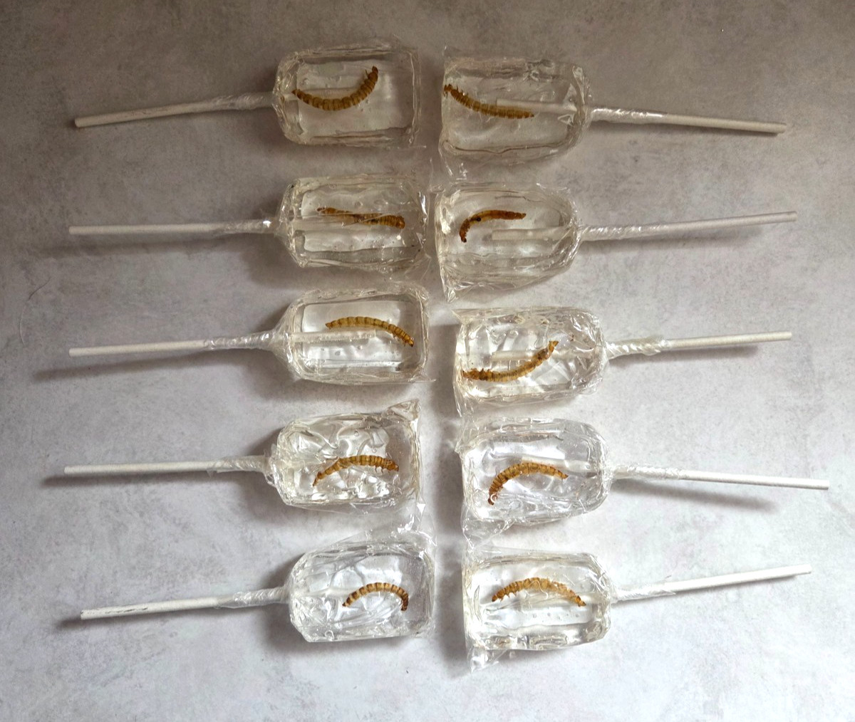 10 Tequila Flavor Worm Suckers Hotlix SF Lollipop Candy Real Insect Party Favor