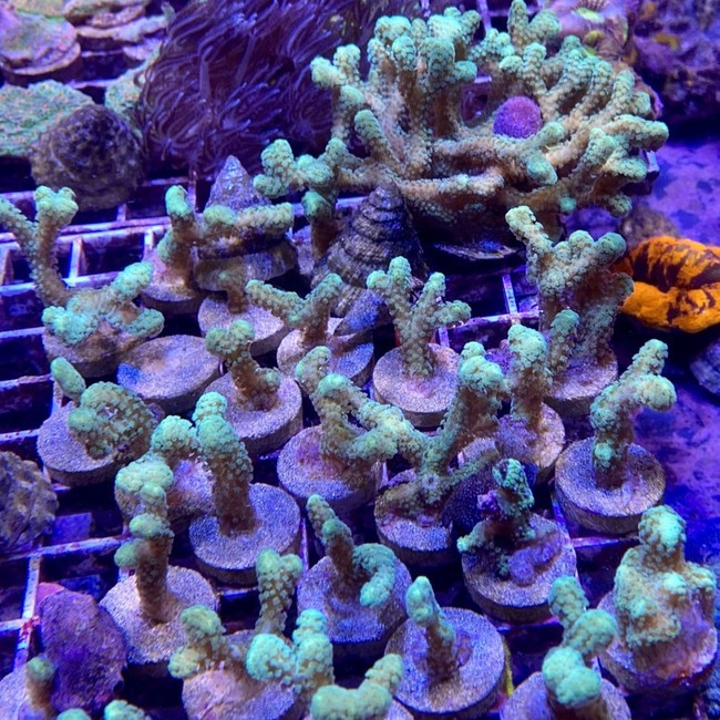 Aquacultured Green Stylophora - SAQ Coral Farm