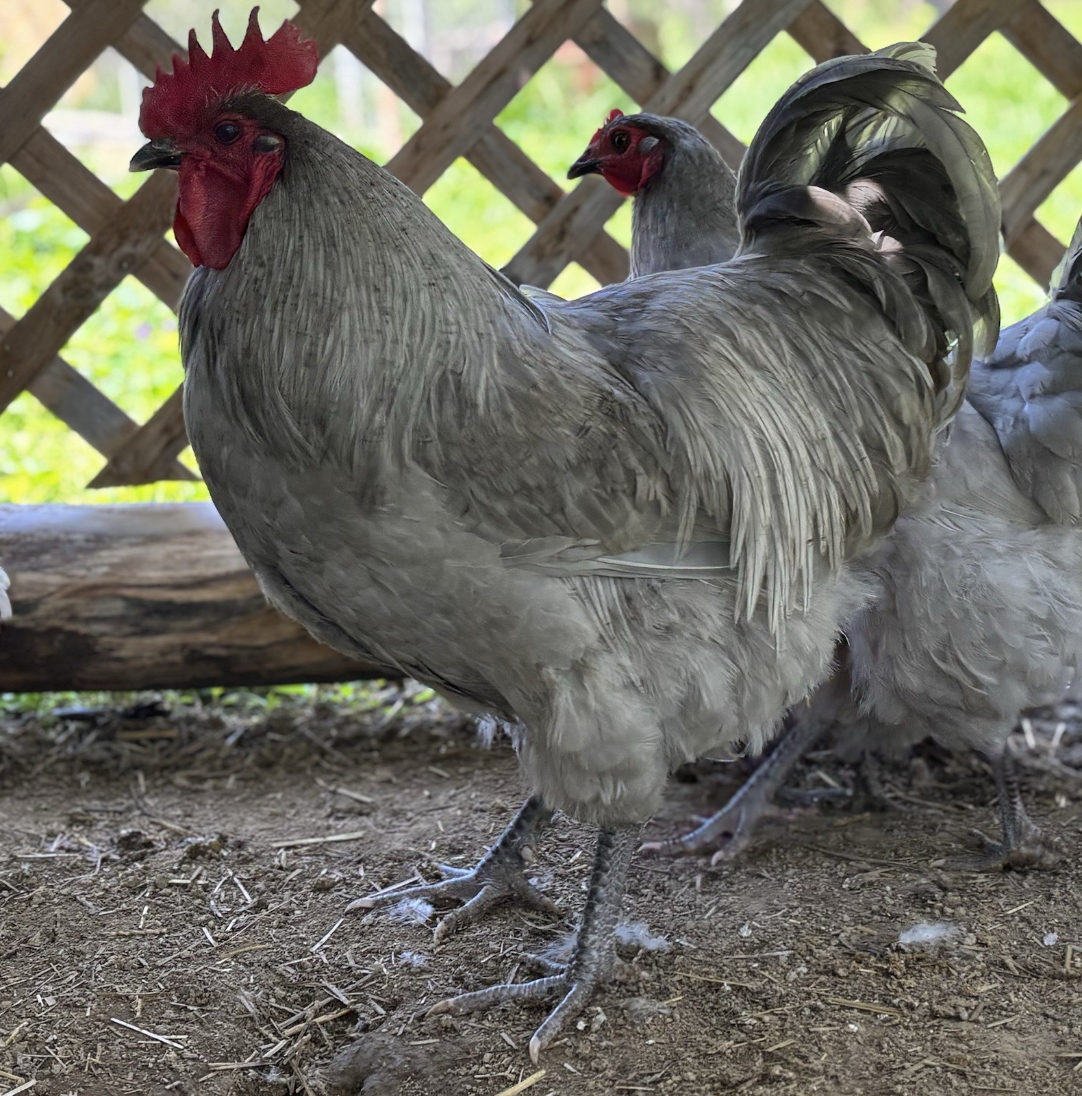 Lavender Orpington hatching eggs (12 Eggs)