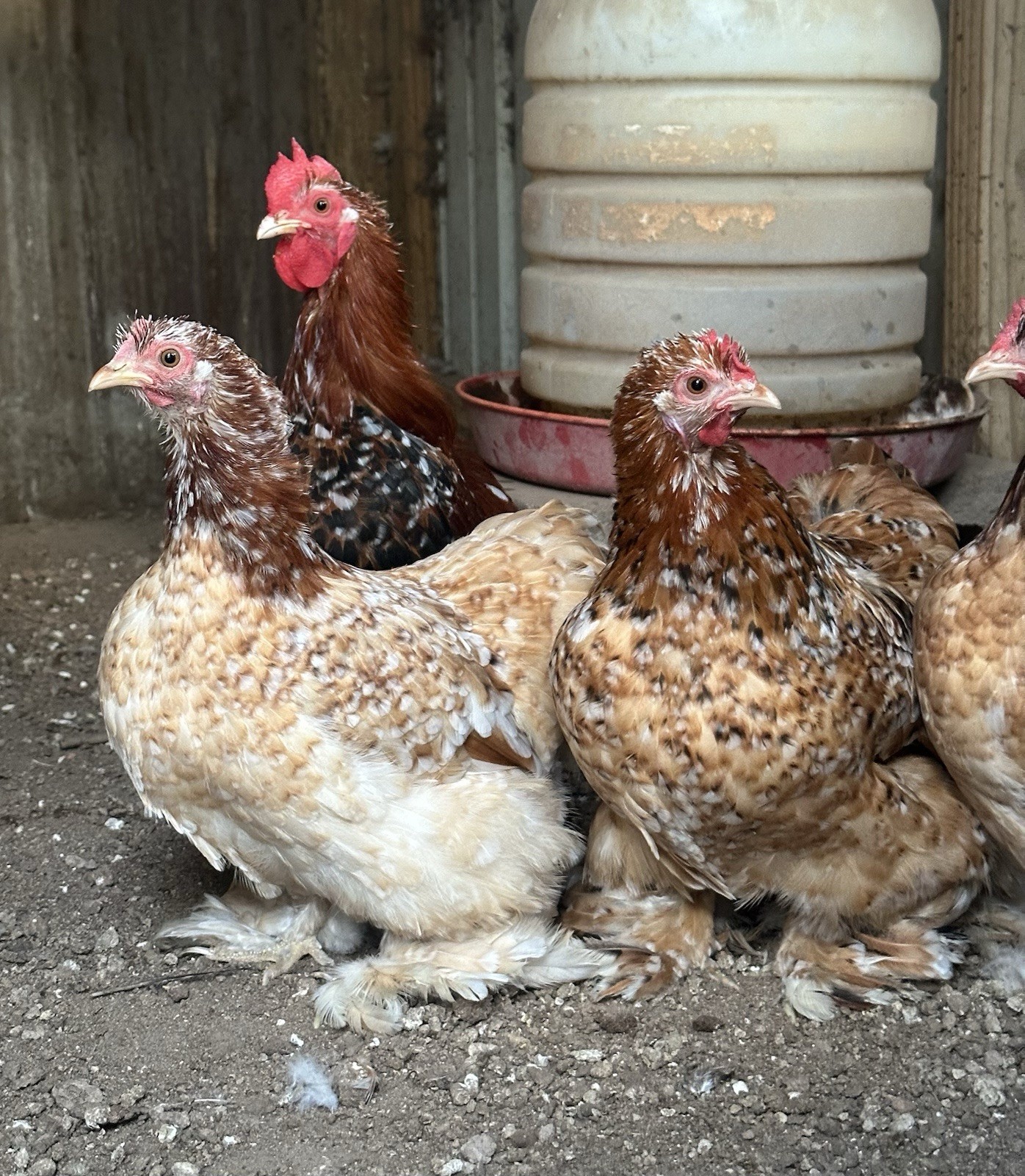 1 Half Dozen (6) Calico Cochin Bantam Hatching Eggs, plus 1-2 Available Extra