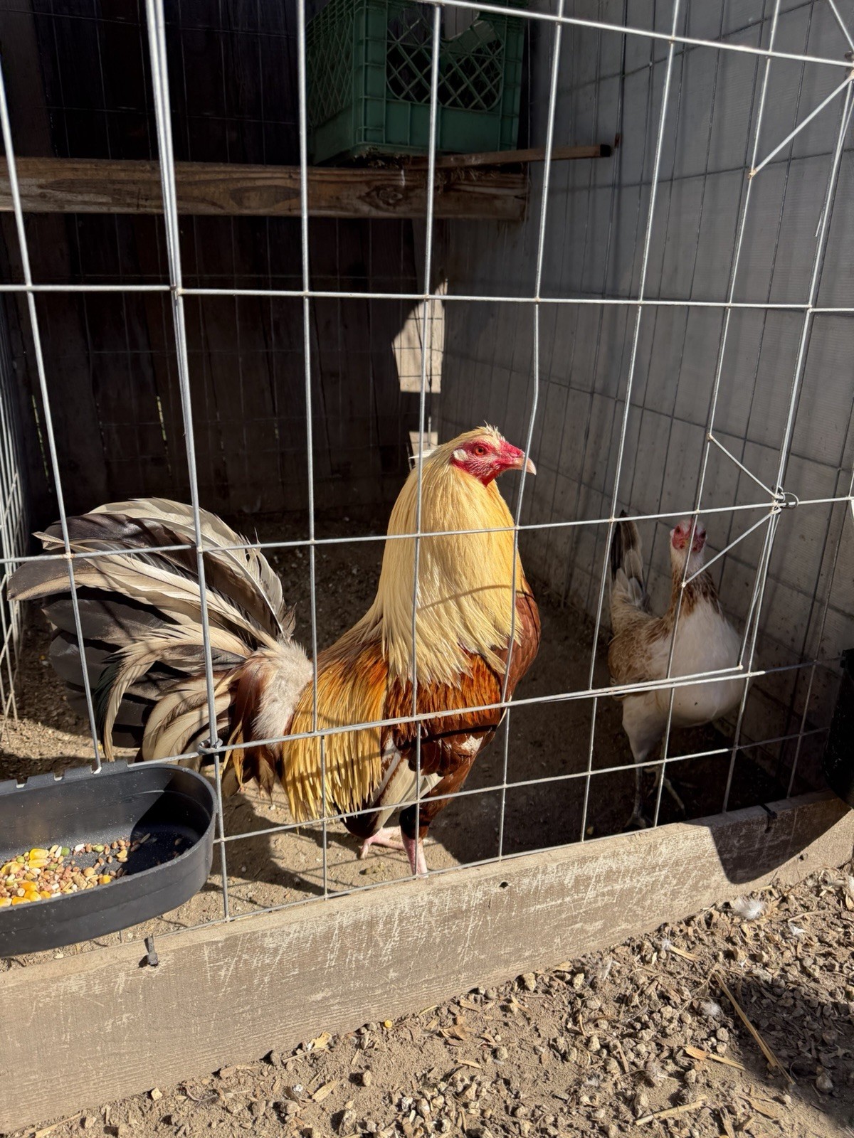 Chicken Hatching Eggs
