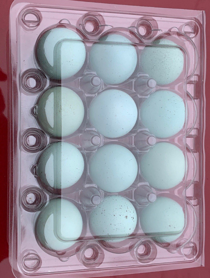 12 Celadon Blue Coturnix Quail Hatching Eggs - 100% BLUE