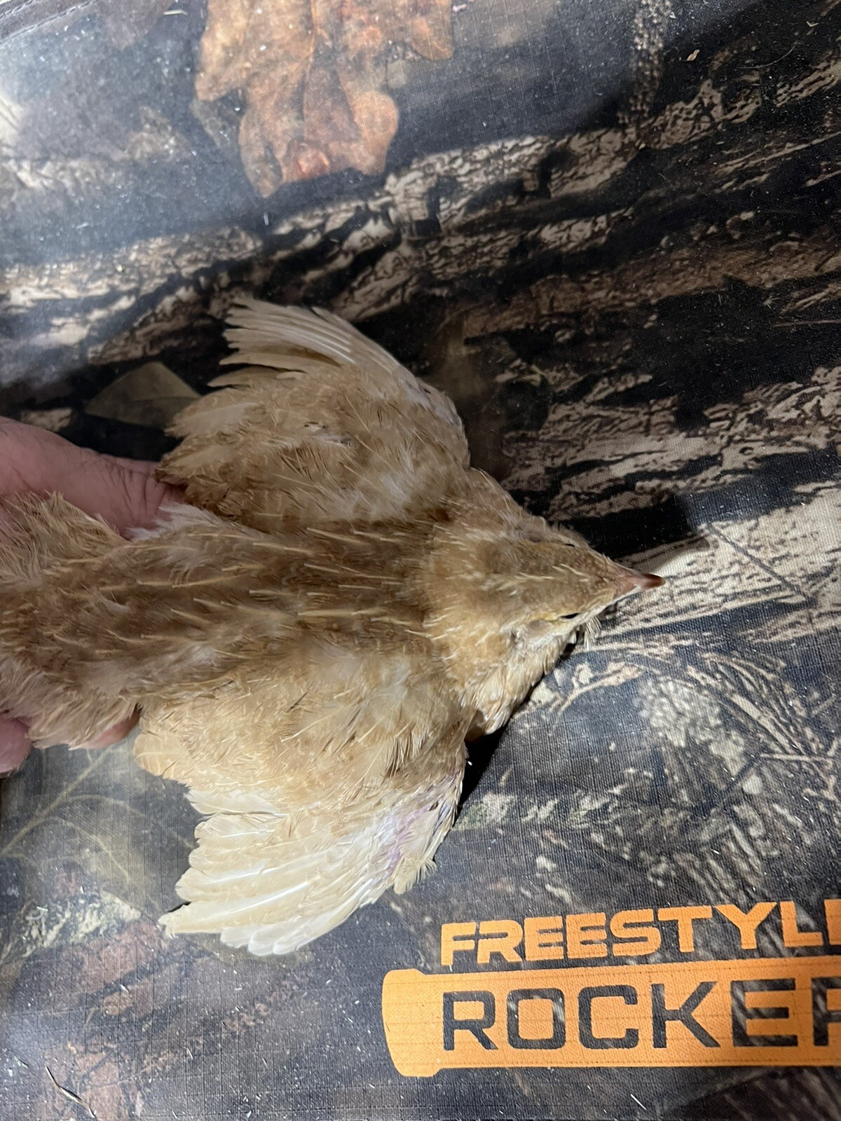 132 Jumbo Quail Hatching Eggs Rare Mix 11 Dozen