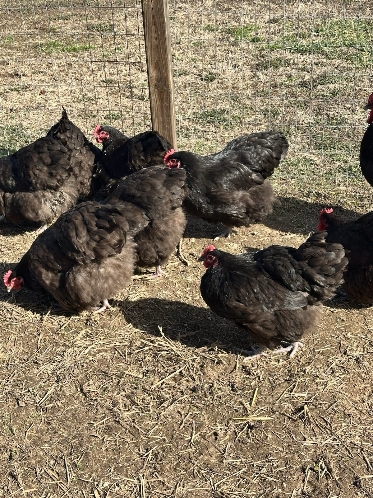 English Chocolate Orpington Hatching Eggs 12+