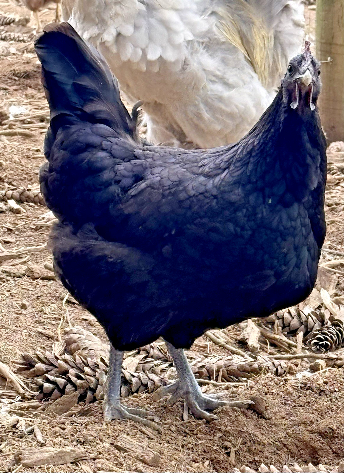 8++ Chicken Hatching Eggs ~Barnyard Mix~ Rainbow Egg Layers ~ Premium Breeds