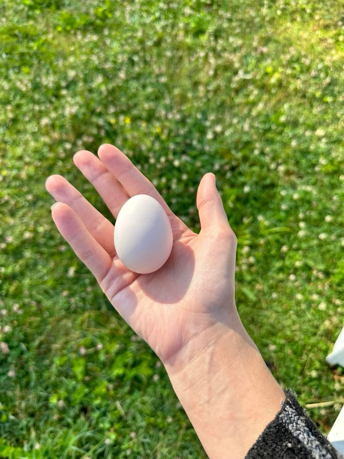 Ayam Cemani Chicken Hatching Eggs 12 High Quality Eggs & Shipping