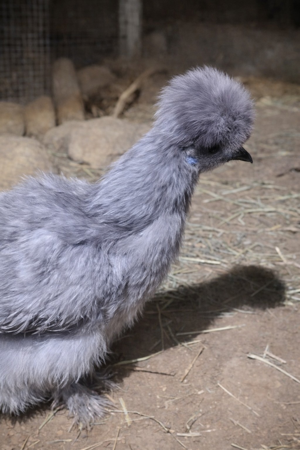 6 Fancy & Rare Breed Chicken Hatching Eggs