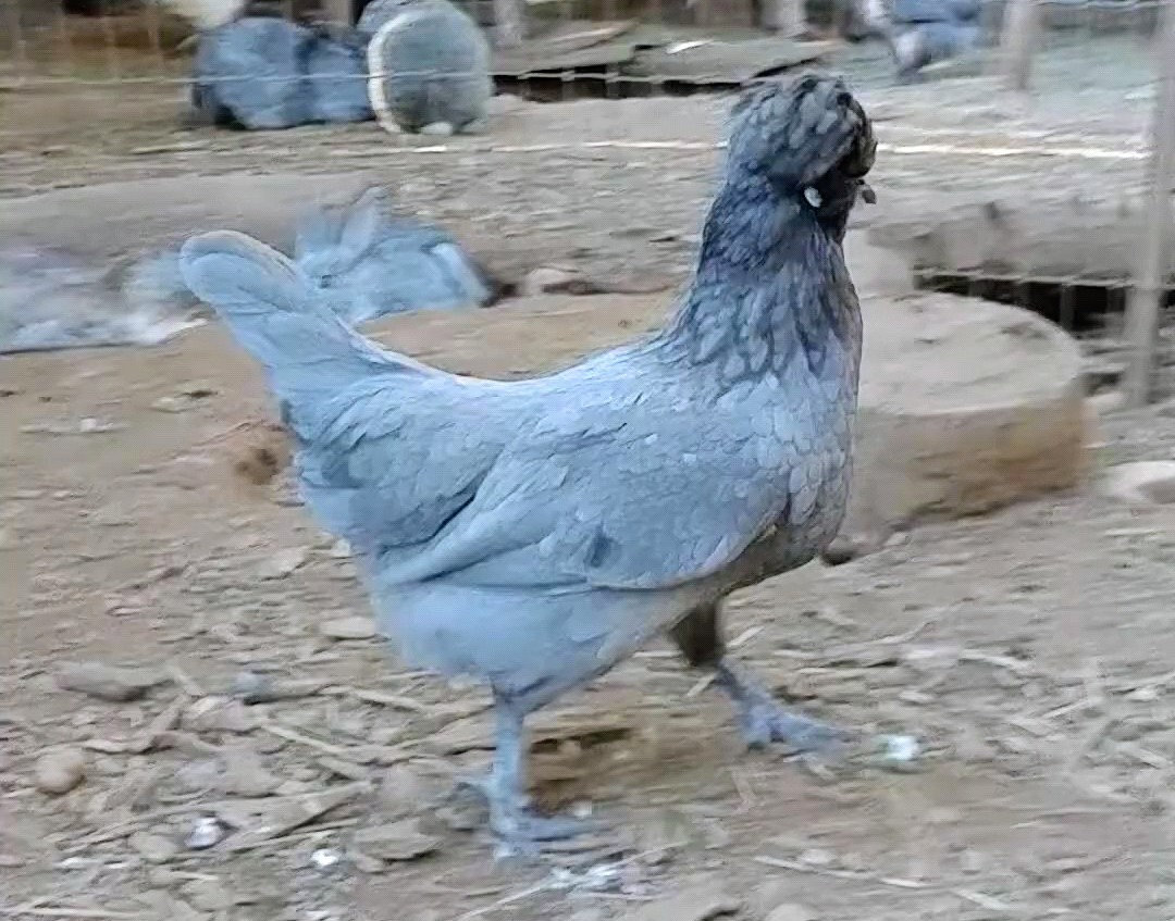 6 Fancy & Rare Breed Chicken Hatching Eggs