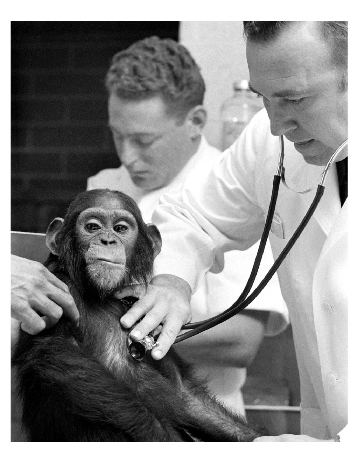 1961 NASA Astrochimp In Training 8x10 Photo Print On 8.5" x 11"
