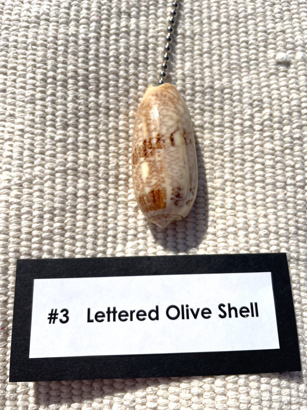 LETTERED OLIVE SHELL FAN PULL Seashell FAN PULL Chain Shell Ceiling Fan Pull
