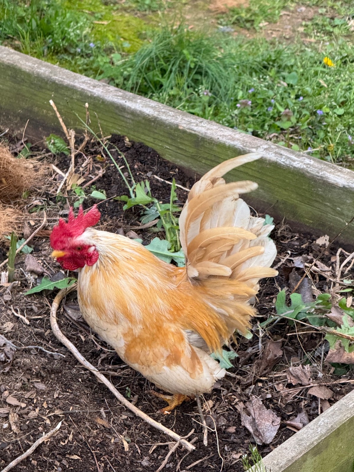 10 + small Serama Chicken Hatching Eggs