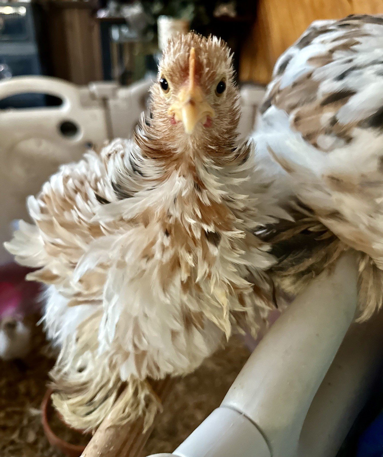 6+ Bantam Cochin Hatching Eggs, Calico, Frizzle, Splash