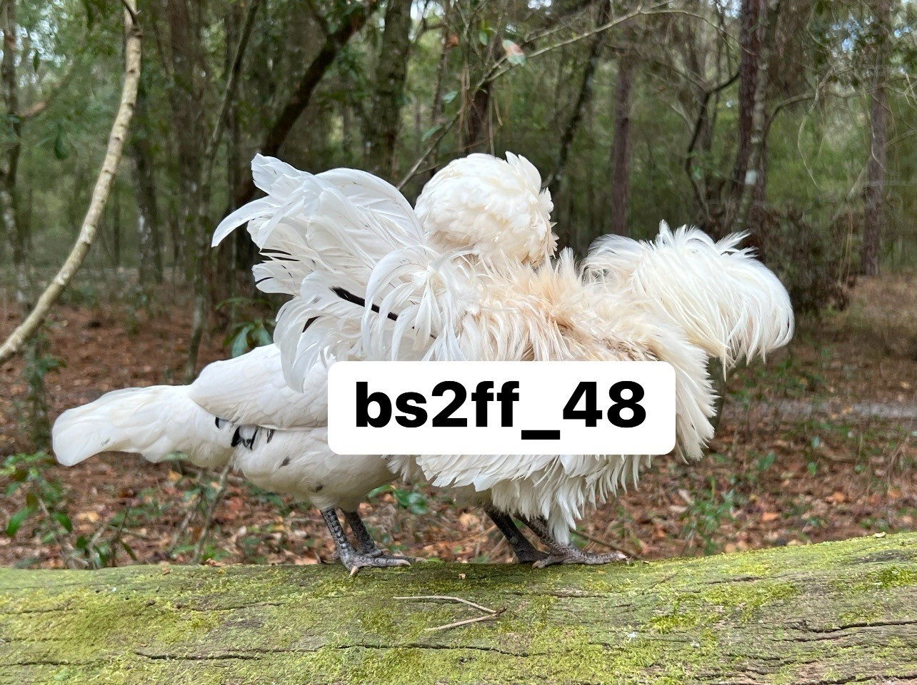24 Pure Breed Hatching Eggs Variety Pack