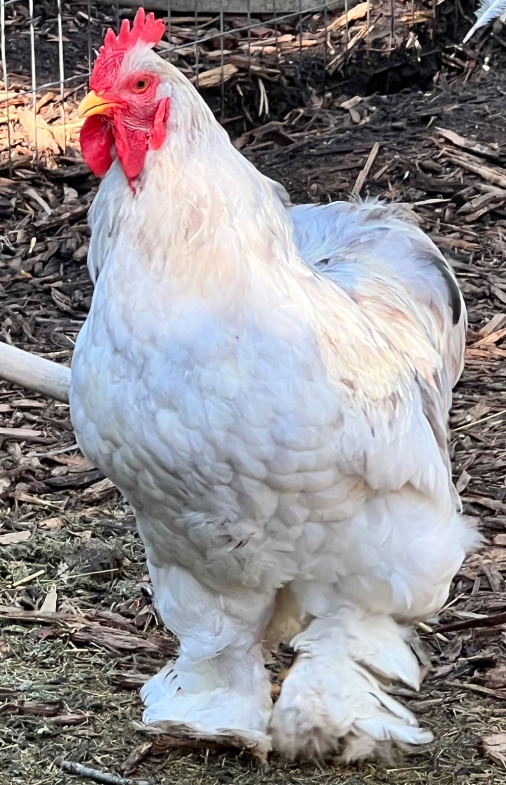 Standard Cochin Hatching Eggs Possible Frizzle 6 Pack