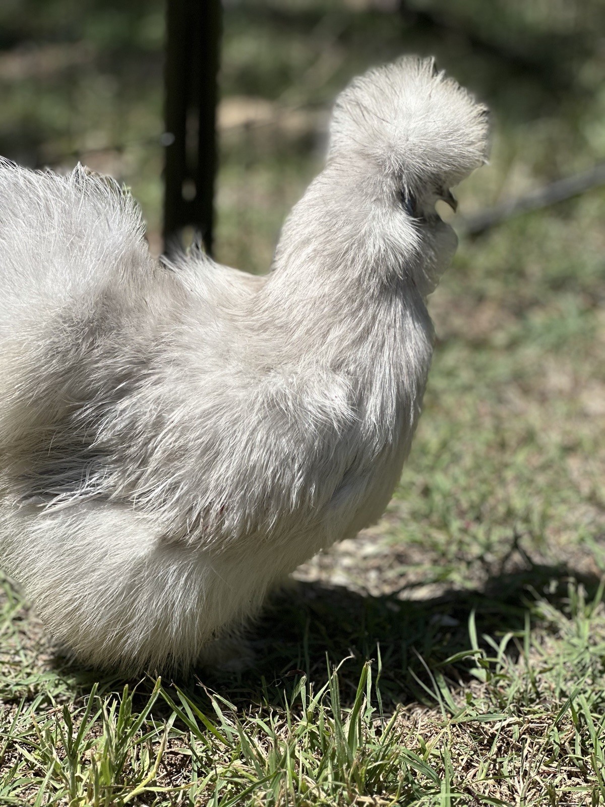 18-pack Fertile Silkie Hatching Eggs - Variety Pack