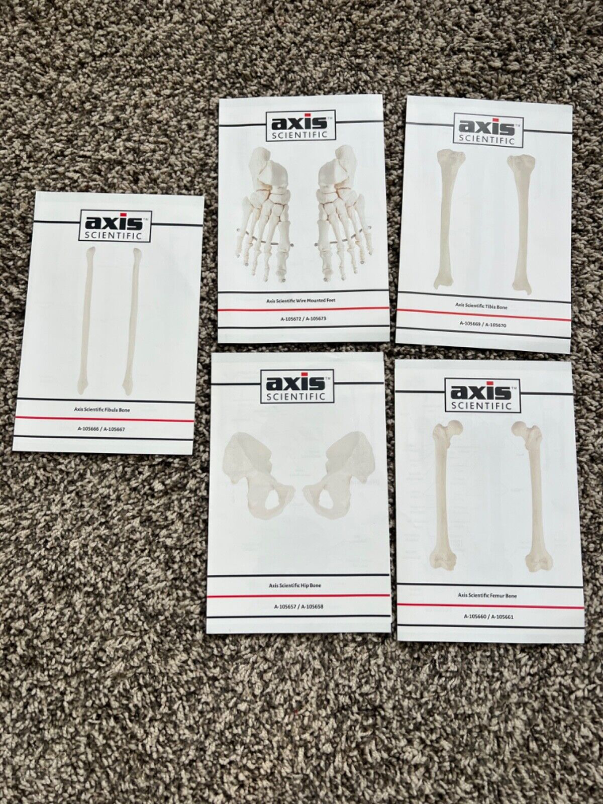 Axis Scientific Lower Extremity Bone Models