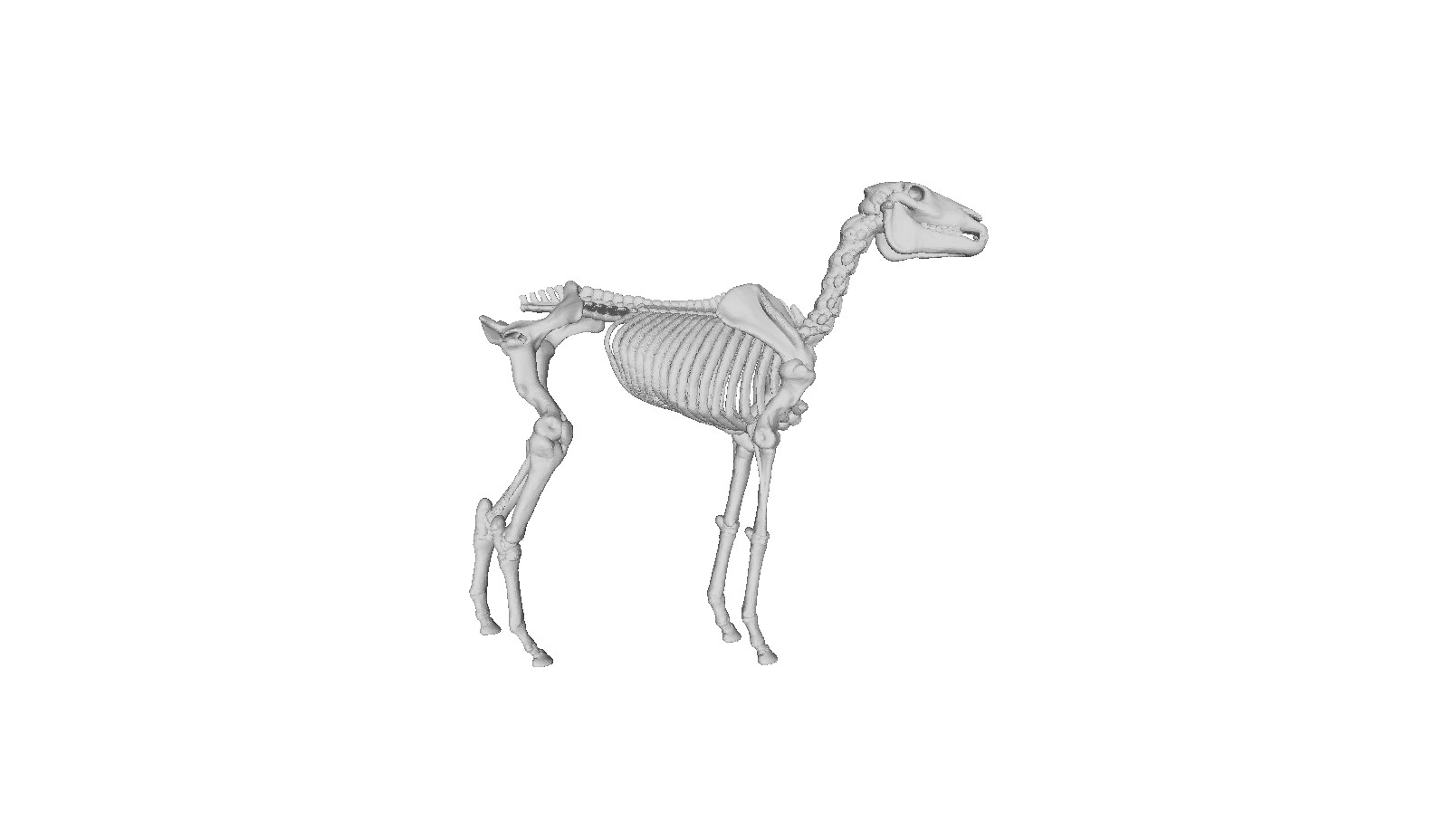 Printle Animal Horse Skeleton 03-Bones Standing Figure for Dioramas Train Sets