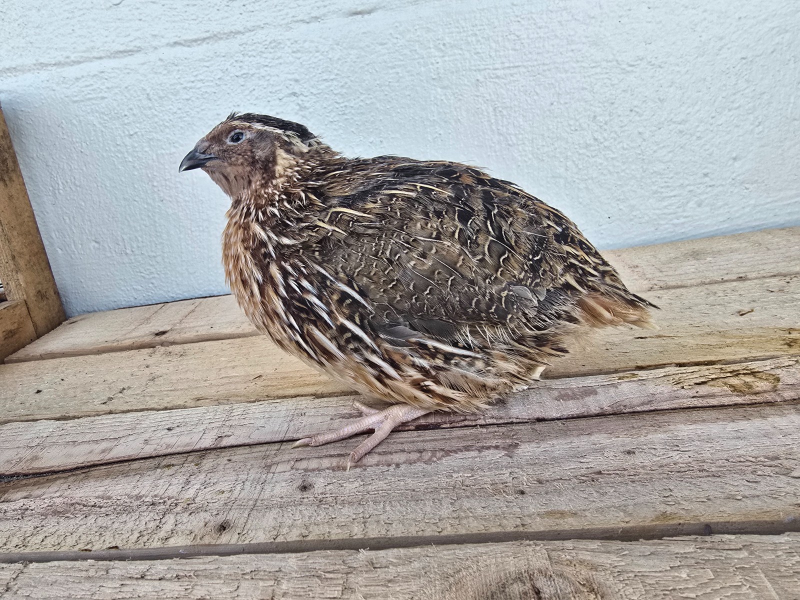Variety Coturnix Quail Hatching Eggs