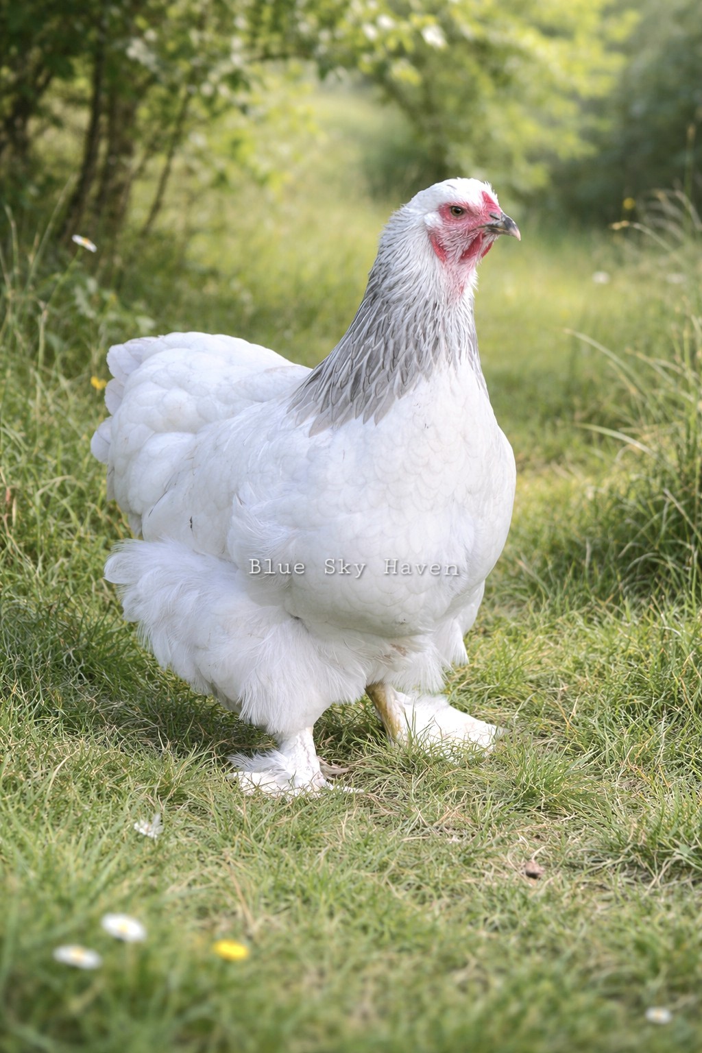 SOLD OUT- 12+ RARE Blue Light & Light Brahma Hatching Eggs✨️ QUALITY STOCK
