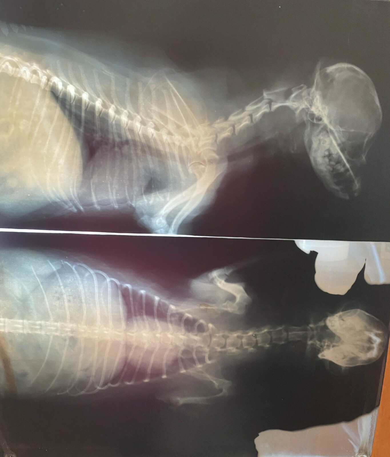 X-rays Films Lots of 7  (14 x 17)
