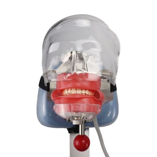 Dental Teaching Head Mold Oral Simulation Simple Head Mold Student Practice Head